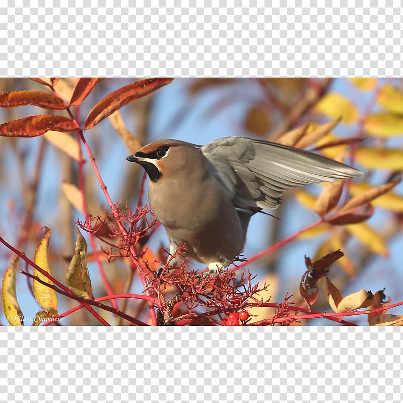 American Sparrows Finches Old world flycatchers Beak, sparrow transparent background PNG clipart