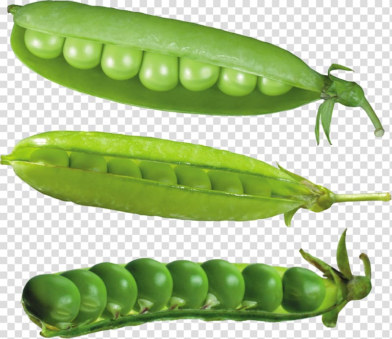 Pea transparent background PNG clipart