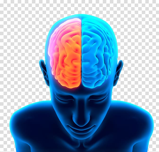 Human brain , Brain transparent background PNG clipart