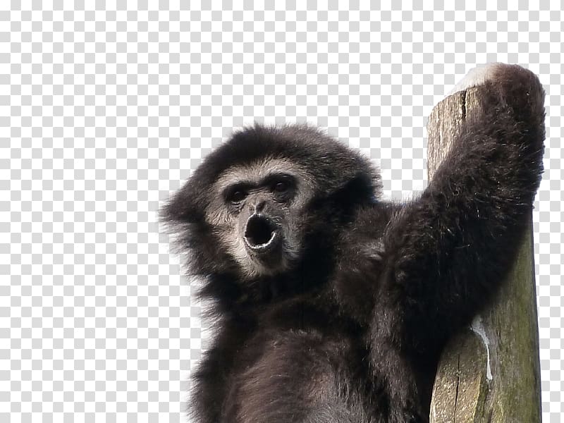Gorilla Lar gibbon Primate Monkey, gorilla transparent background PNG clipart