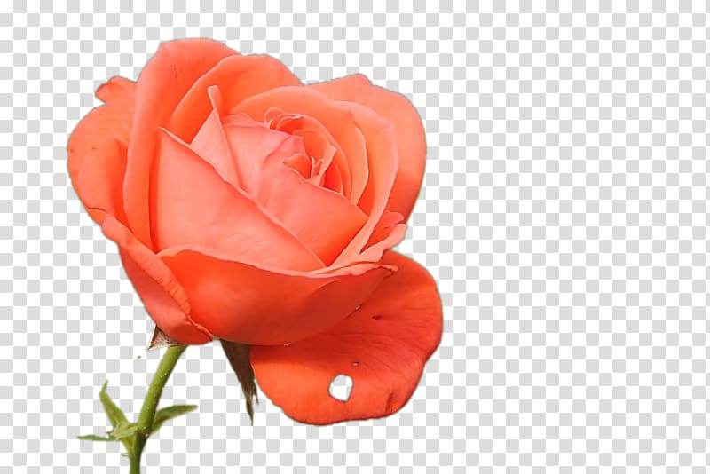 Rose Thorns, spines, and prickles Bud Flower Orange, rose,Orange,flowering transparent background PNG clipart