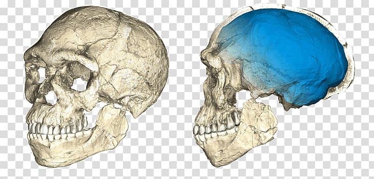 Jebel Irhoud Cradle of Humankind Homo sapiens Fossil Discovery, Homo Sapiens transparent background PNG clipart