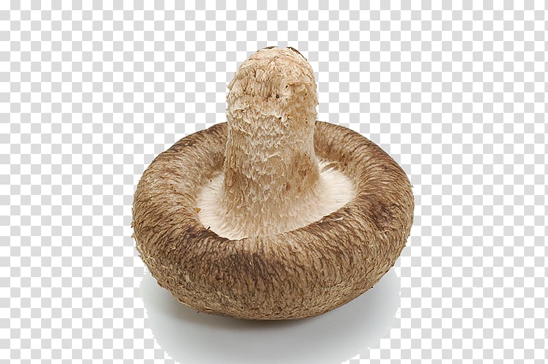 Edible mushroom Shiitake Food, Inverted mushroom transparent background PNG clipart