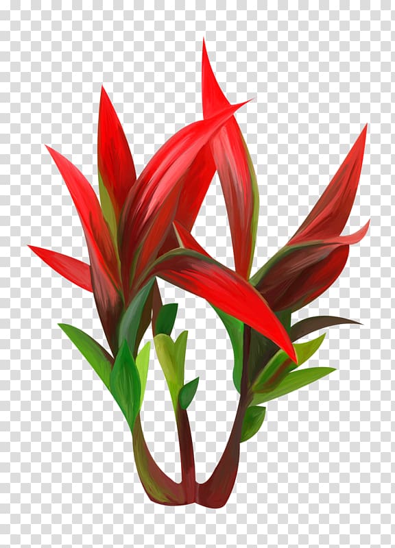 Portable Network Graphics Plants Red Agave, agave transparent background PNG clipart