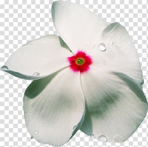 Petal Flower Phlox , flower transparent background PNG clipart