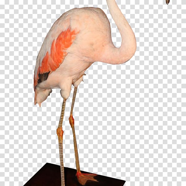 Columnist Socialite Flamingo Divers grapher Canal+, Flamingo The Arusha transparent background PNG clipart