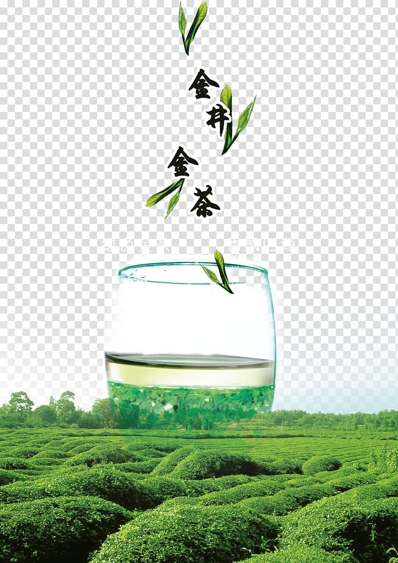 Green tea Longjing tea Camellia sinensis, Green tea leaves background material transparent background PNG clipart