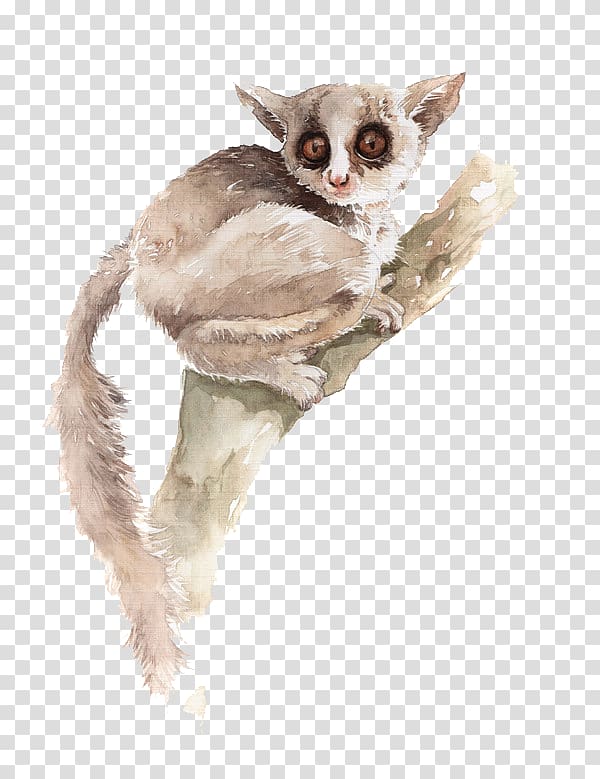 Koala Watercolor painting Illustration, Tree Koala transparent background PNG clipart