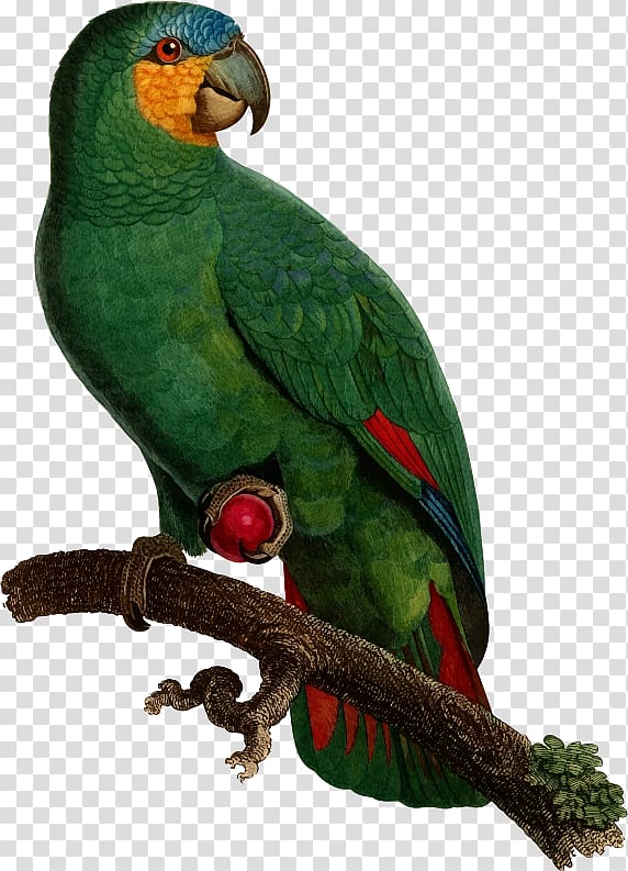 Budgerigar Superb parrot Bird Paper, parrot transparent background PNG clipart