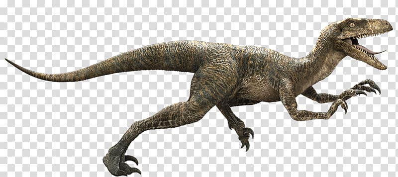 brown T-Rex illustration, Velociraptor Owen Jurassic Park YouTube Indominus rex, jurassic park transparent background PNG clipart