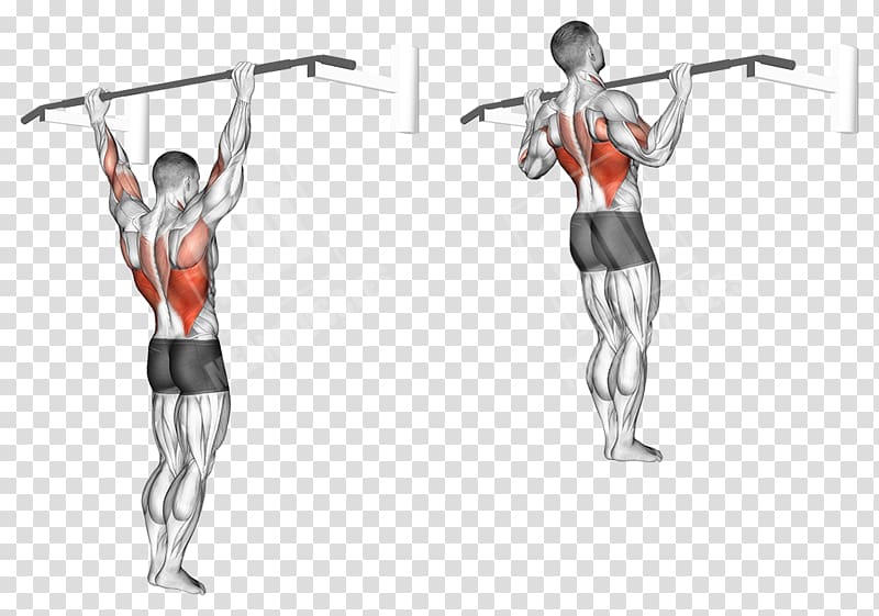 Pull-up Physical fitness Chin-up Row Exercise, pull up transparent background PNG clipart