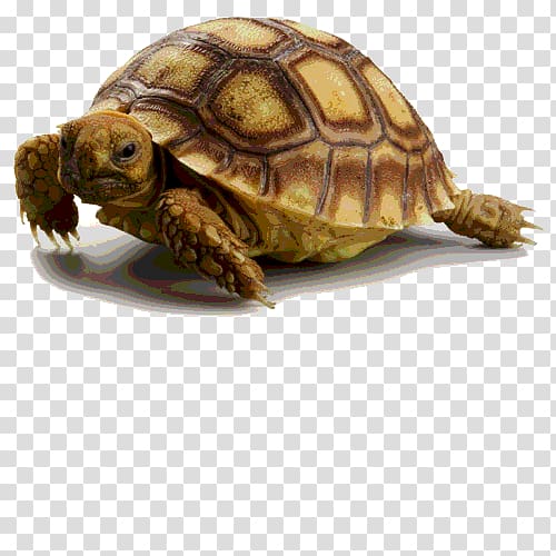 Box turtle Reptile African spurred tortoise Calendula officinalis, salvia transparent background PNG clipart