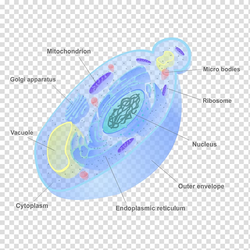 Fungus Cell wall Yeast Biology, cell transparent background PNG clipart