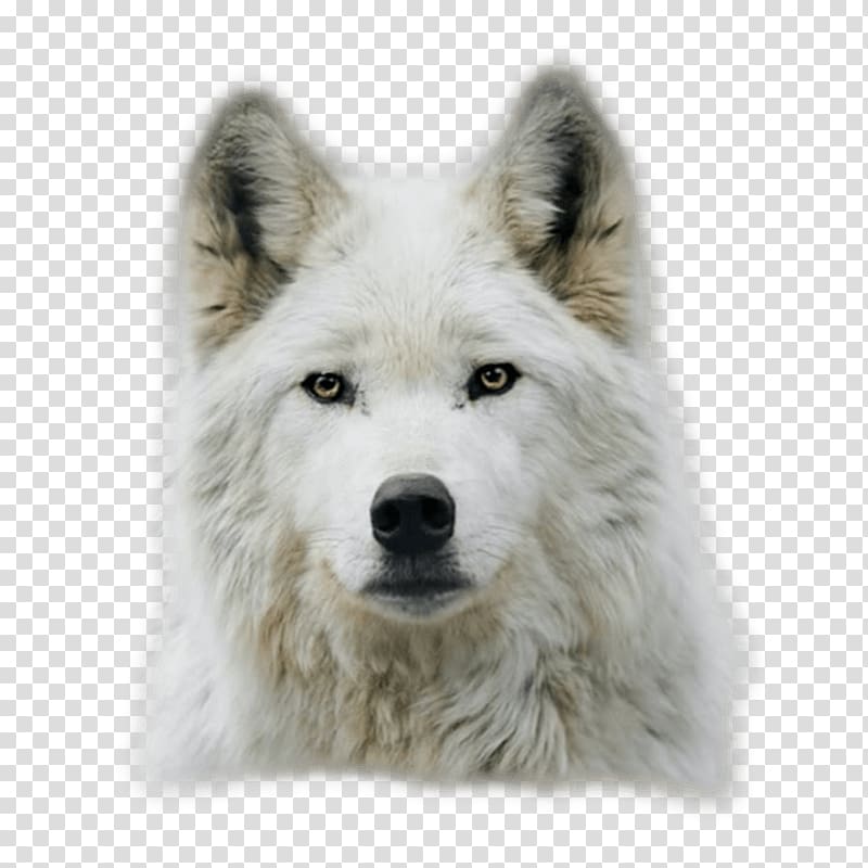 Arctic wolf Dog Black wolf Puppy Lone wolf, kurt angle transparent background PNG clipart