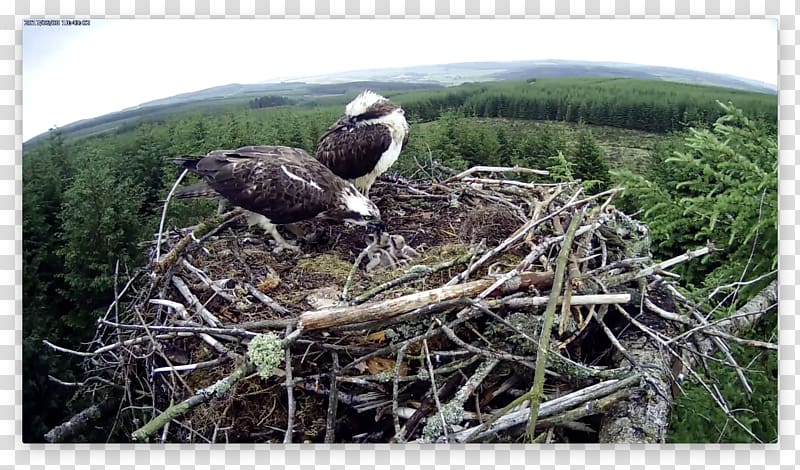 Eagle Bird Fauna Ecosystem NEST+m, eagle transparent background PNG clipart