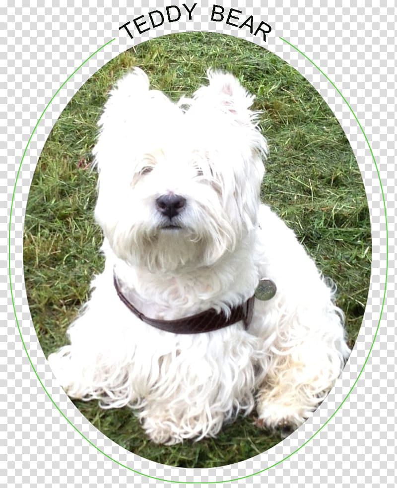 Glen West Highland White Terrier Dandie Dinmont Terrier Sporting Lucas Terrier Soft-coated Wheaten Terrier, West Highland Terrier transparent background PNG clipart