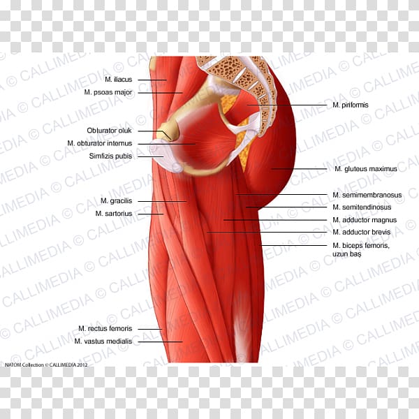 Muscles of the hip Muscles of the hip Muscular system Thigh, Adductor Muscles Of The Hip transparent background PNG clipart