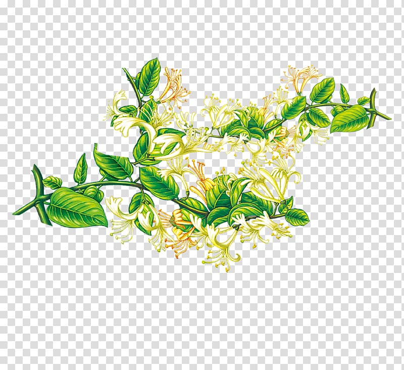Honeysuckle material transparent background PNG clipart