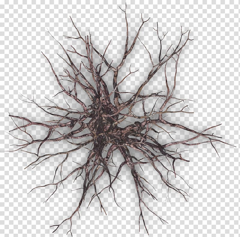 Tree Twig Plant Branch, dead tree transparent background PNG clipart