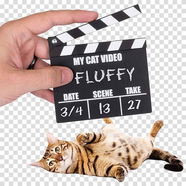 Cats and the Internet Clapperboard Video Pet door, Cat transparent background PNG clipart