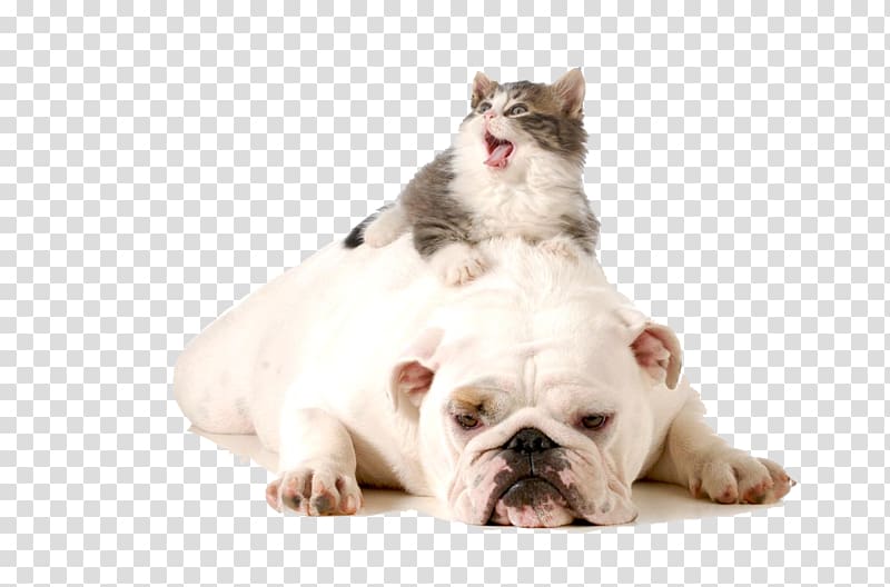 cats and dogs transparent background PNG clipart