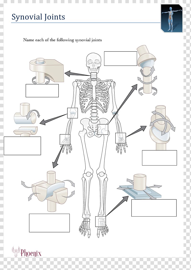 Human body Human skeleton Anatomy Synovial joint, Skeleton transparent background PNG clipart