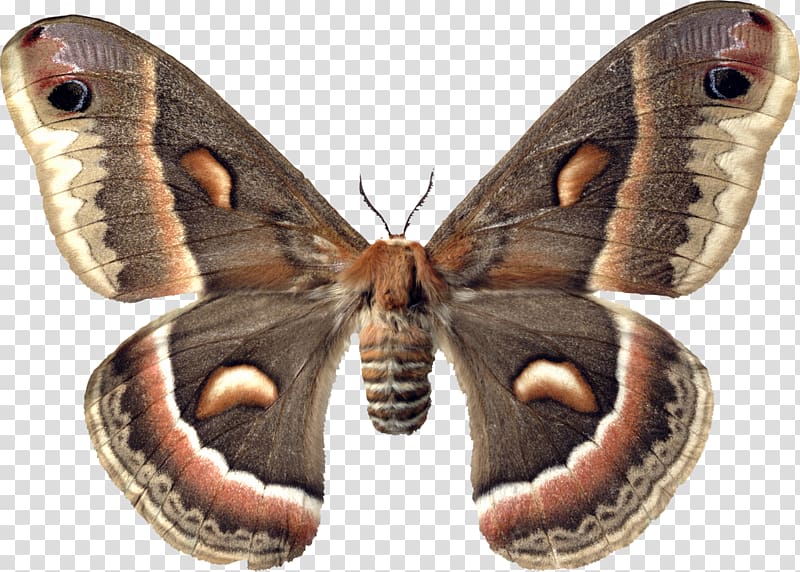 Butterfly Moth Hyalophora cecropia Insect Sphingidae, moth transparent background PNG clipart