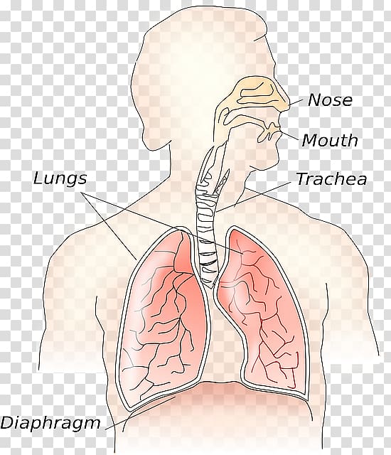 Respiratory system Respiration Lung Respiratory tract, Difference Between Science and Technology transparent background PNG clipart
