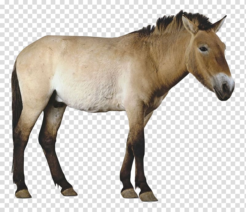 Mustang Mare Przewalski\'s horse Stallion Foal, horse transparent background PNG clipart