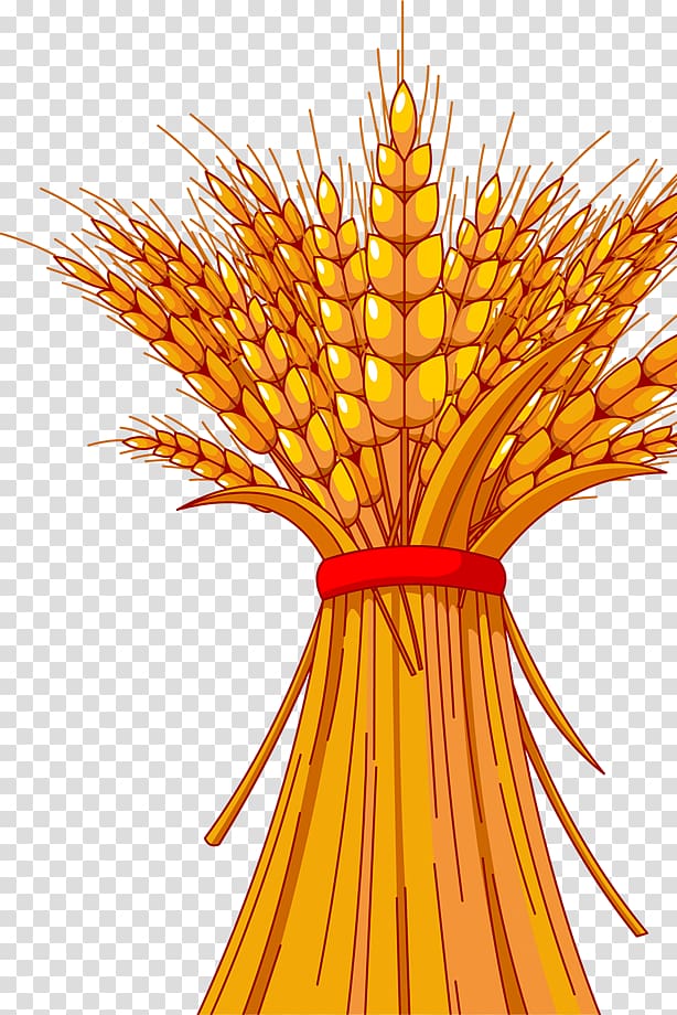 Harvest festival Autumn , Gold wheat harvest material transparent background PNG clipart