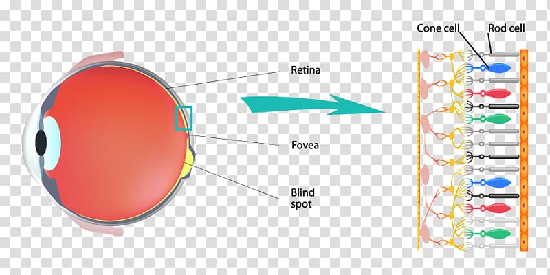 Cone cell Color Rod cell Retina Light, color vision rods cones transparent  background PNG clipart