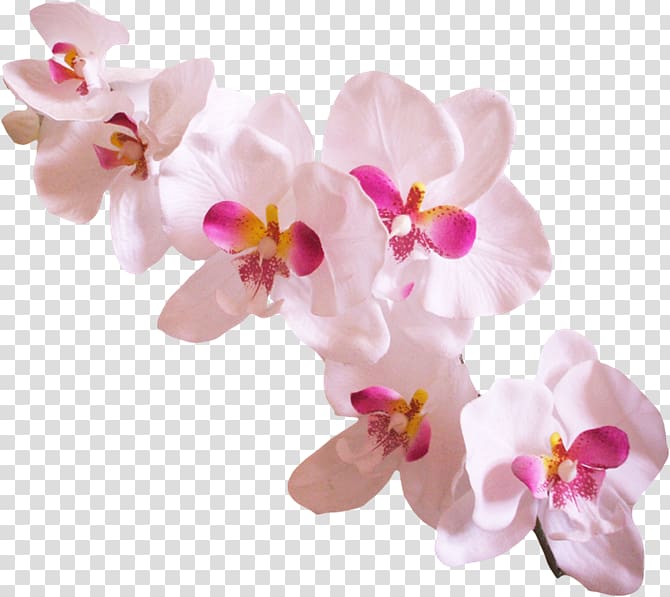 Success with Orchids Popular Orchids , others transparent background PNG clipart