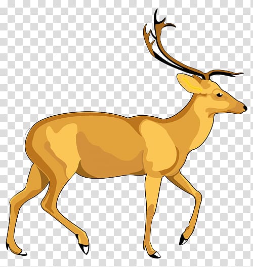 White-tailed deer , dear transparent background PNG clipart