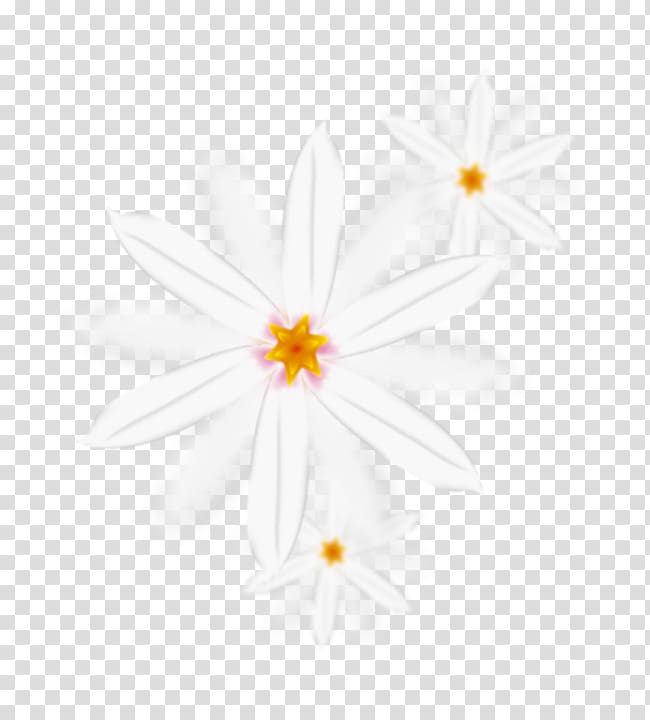 Floral design Petal Pattern, Beautifully white Chrysanthemum transparent background PNG clipart