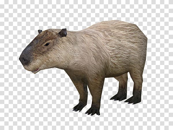 Capybara Rodent Rat Wikia, rat transparent background PNG clipart