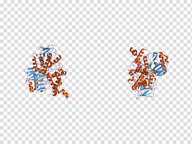 Monoamine oxidase A Gene Monoamine neurotransmitter Enzyme, others transparent background PNG clipart
