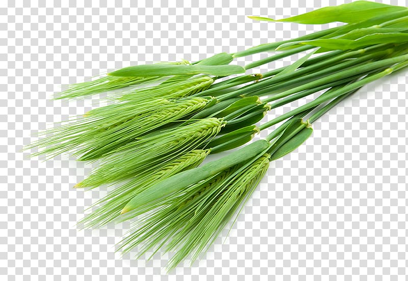 Barley Juice Wheatgrass Food Health, barley transparent background PNG clipart