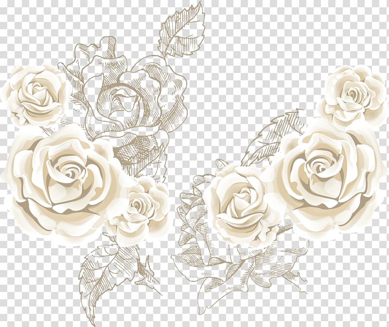 Beach rose Flower , White roses roses background sea, white roses transparent background PNG clipart