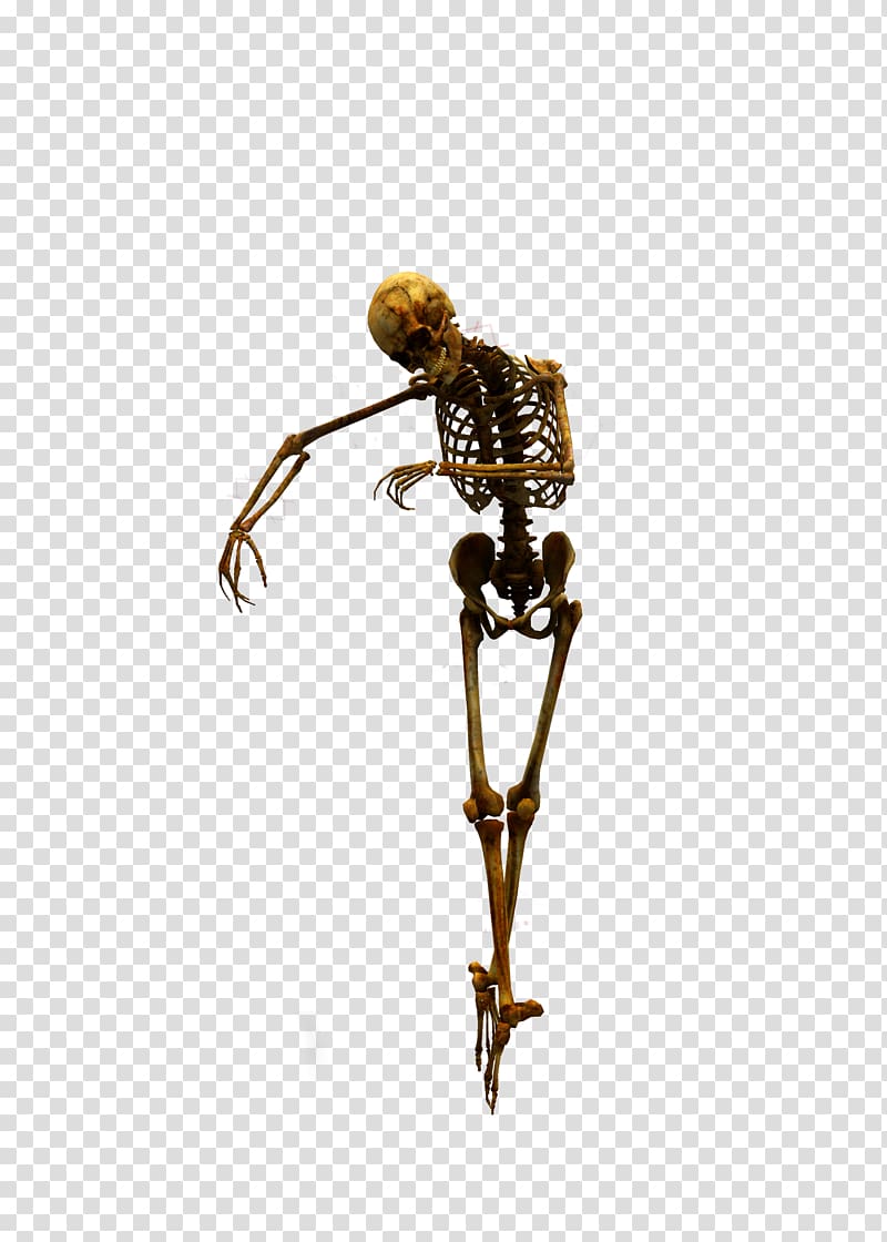 brown human skeleton illustration, Human skeleton Skull , Skull transparent background PNG clipart