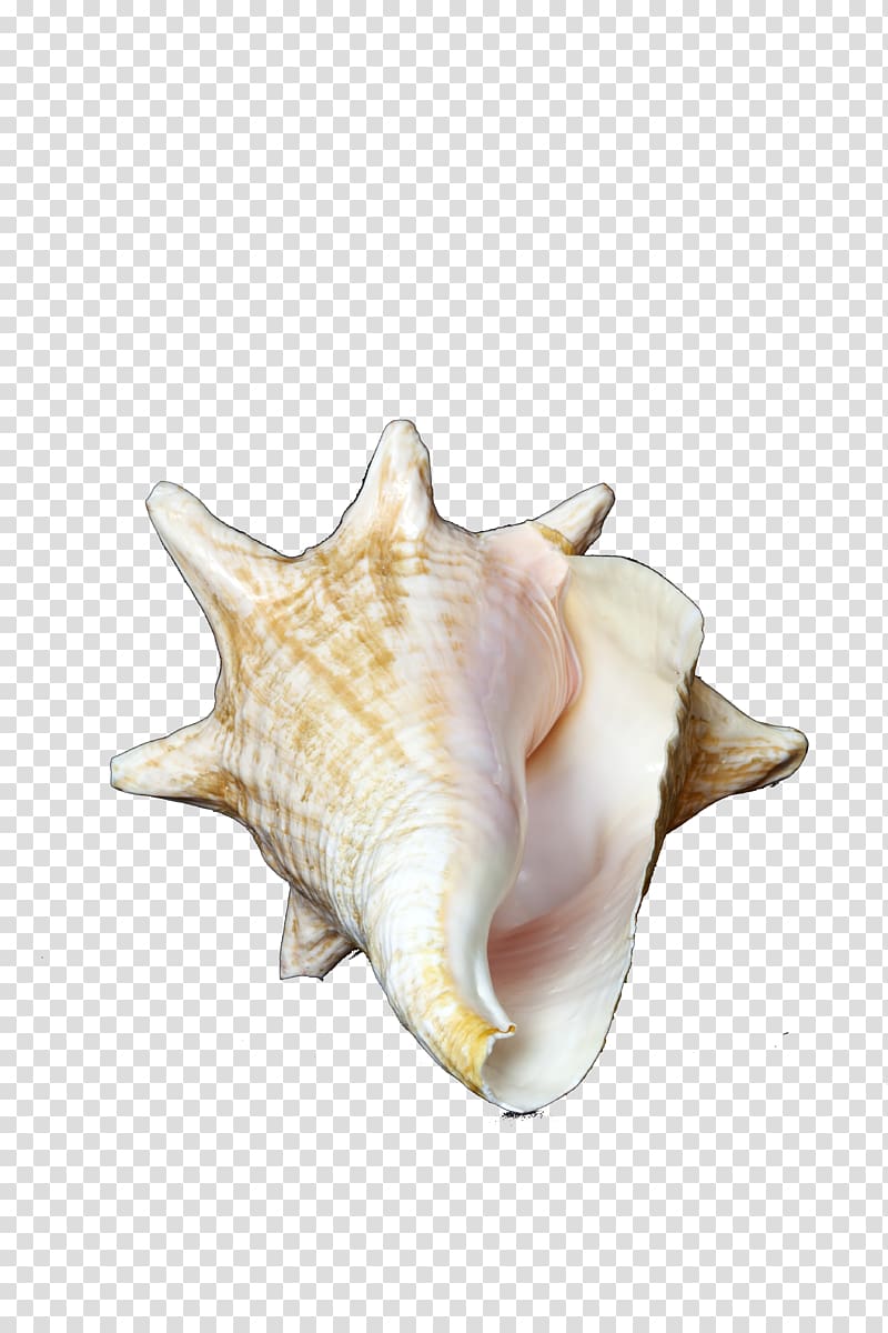 Sea snail , conch transparent background PNG clipart