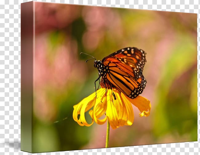 Monarch butterfly Pieridae Lycaenidae Gallery wrap, glossy butterflys transparent background PNG clipart