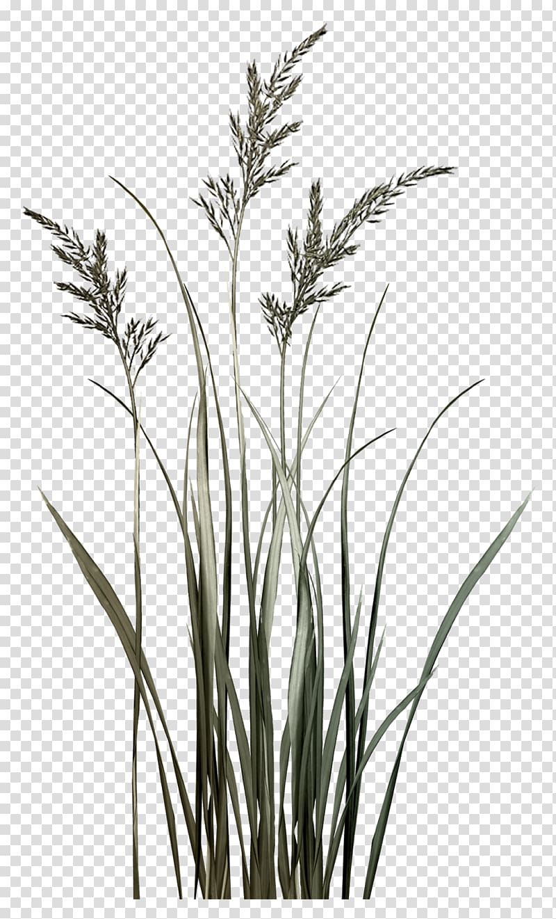 Sweet Grass Twig Grasses Plant stem Phragmites, tall building silhouette transparent background PNG clipart