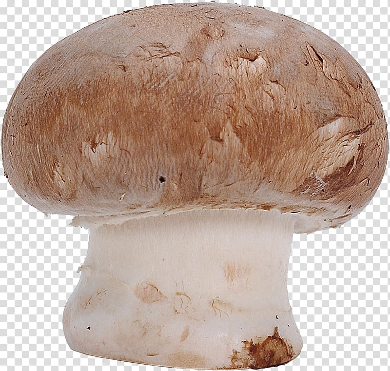 Common mushroom Fungus Agaricus campestris , mushroom transparent background PNG clipart