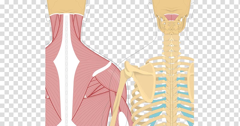 Splenius capitis muscle Semispinalis capitis Splenius cervicis muscle Obliquus capitis superior muscle, others transparent background PNG clipart