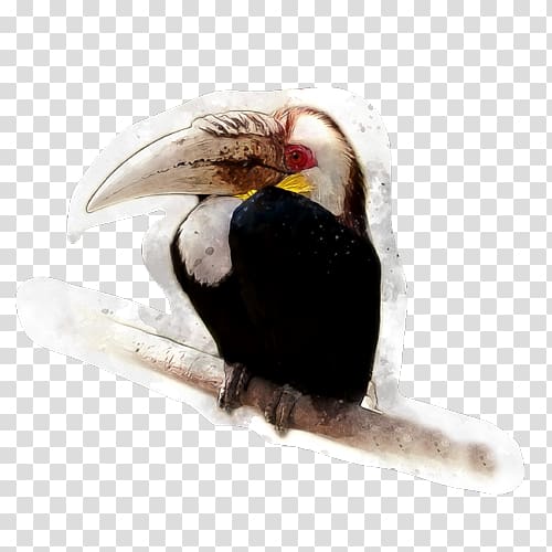 Beak Tropical rainforest Tropics Bird , Bird transparent background PNG clipart