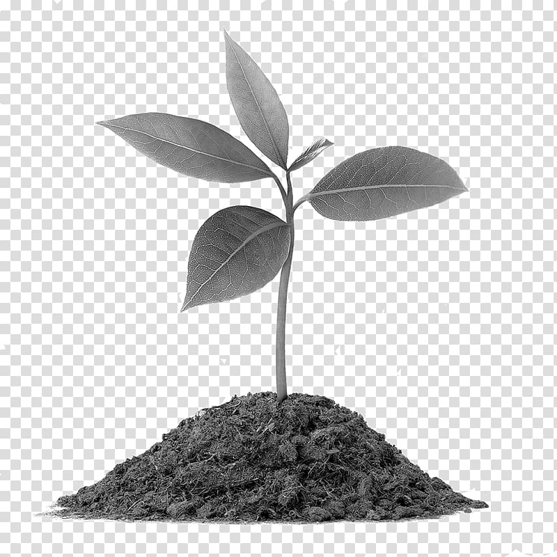 Plant Vermicompost Soil Root Botany, plant transparent background PNG clipart