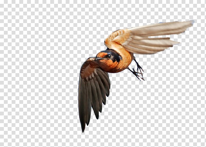 The State of Canada\'s Birds 2012 Barn swallow The State of Canada\'s Birds 2012, nest transparent background PNG clipart
