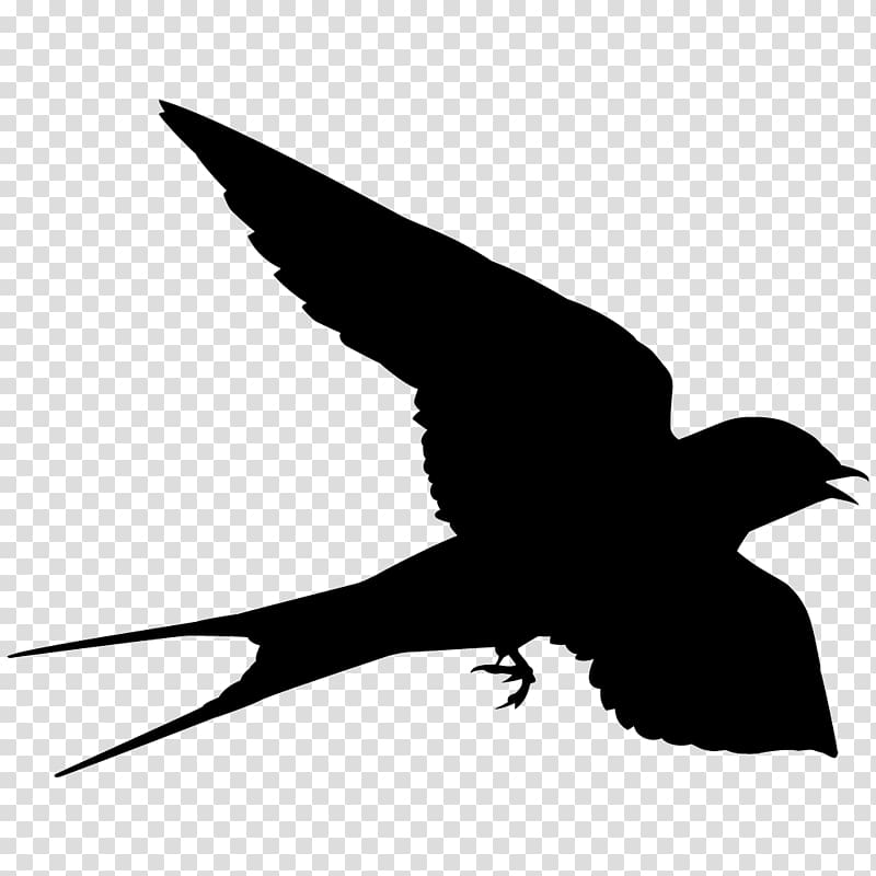 Bird Barn swallow Falcon Cornell Lab of Ornithology, swallow transparent background PNG clipart