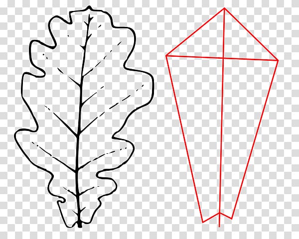 Leaf Paper Angle , quercus robur transparent background PNG clipart