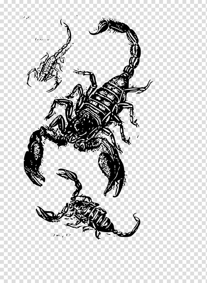 Scorpion Drawing , scorpions transparent background PNG clipart